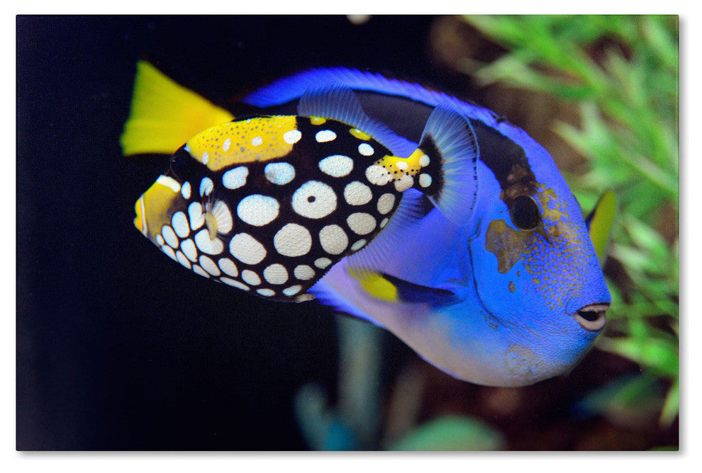 'Colorful Tropical Fish' Canvas Art by Kurt Shaffer