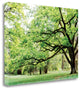 "Green Woods 4" By Photoinc Studio, Giclee Print on Gallery Wrap Canvas