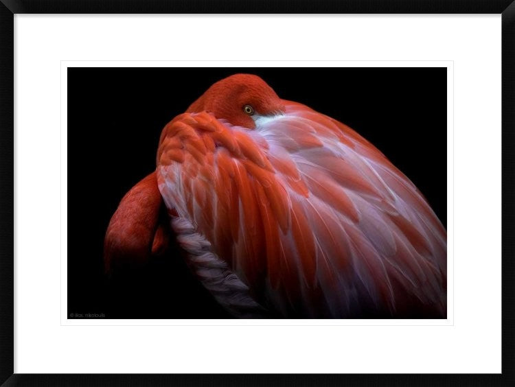 "Shy" Framed Digital Print by Ilias Nikoloulis, 30x22"