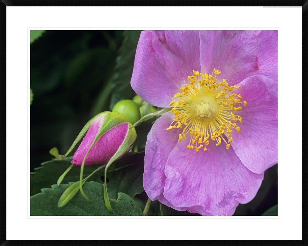 "Rose flower, British Columbia, Canada"  by Tim Fitzharris, 40x32"