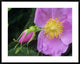 "Rose flower, British Columbia, Canada"  by Tim Fitzharris, 40x32"