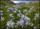 Colorado Blue Columbine Flowers In American Basin, Colorado, 32"x24"