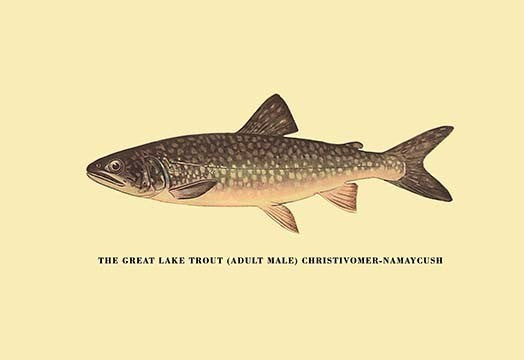 The Great Lake Trout - Framed Paper Poster 20" x 30"