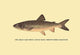 The Great Lake Trout - Framed Paper Poster 20" x 30"
