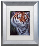 Jenny Newland 'Tiger In The Midst' Matted Framed Art, 14x11