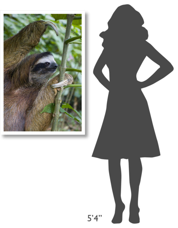 "Brown-throated 3-toed Sloth male, Aviarios Sloth Sanctuary" Paper Art, 26"x38"