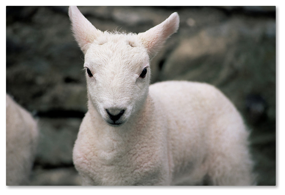 "Lamb" by Robert Harding Picture Library, Canvas Art, 22"x32"