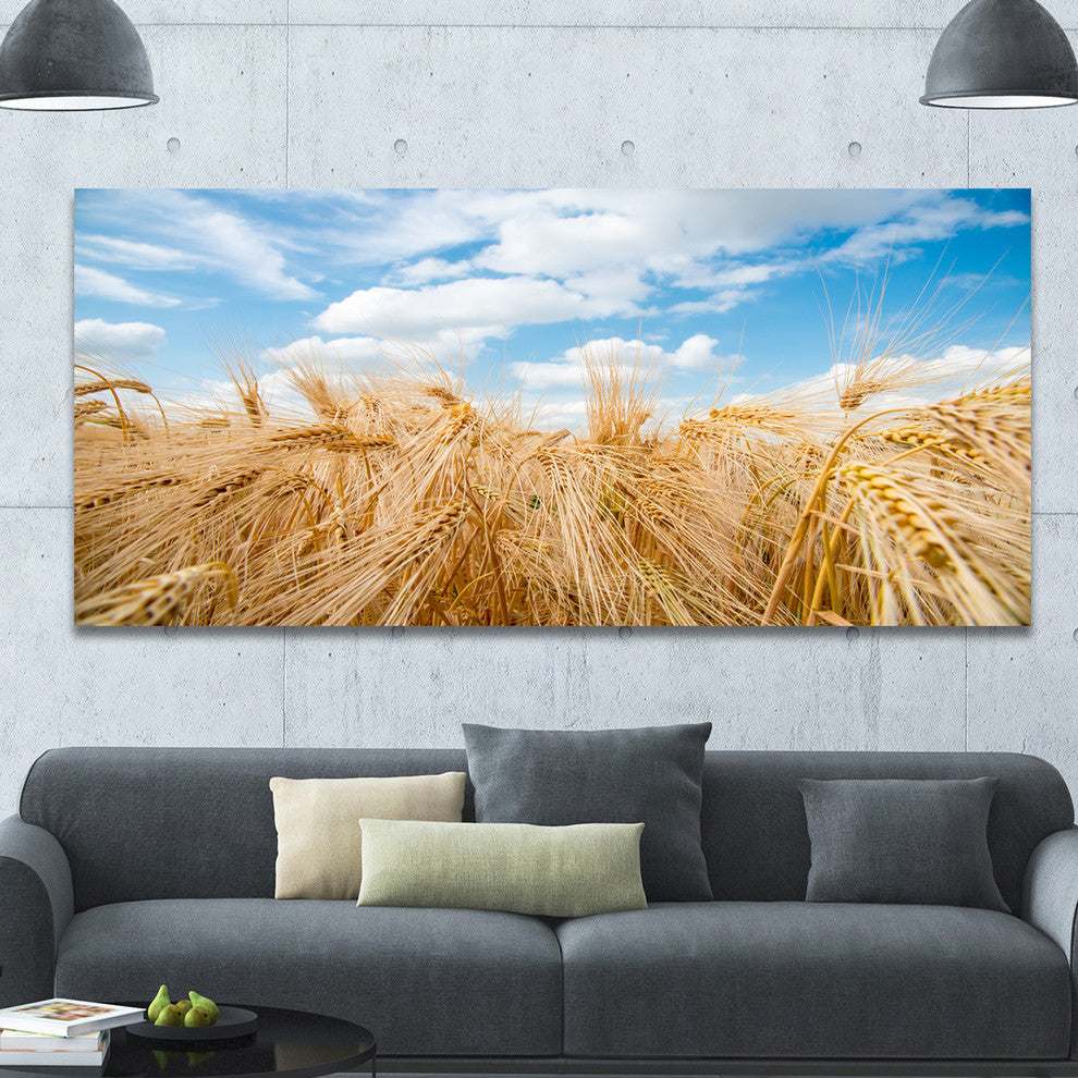 Barley Field under Blue Sky, Large landscape Canvas Art Print, 60"x28"