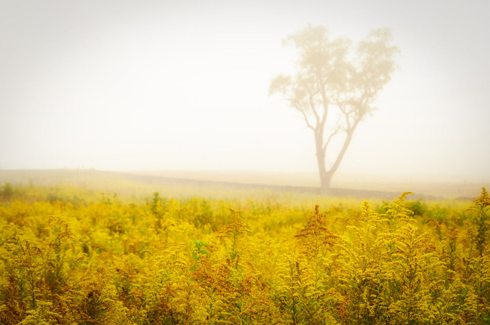 Dreams of Goldenrod and Fog Landscape Framed Photo Paper Wall Art Prints, White, 8" X 10"