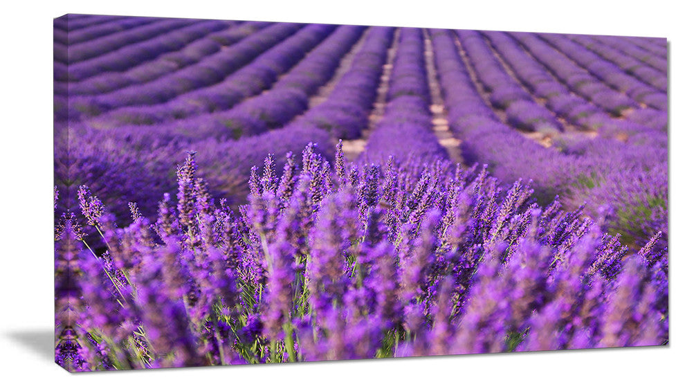 Beautiful Fragrant Lavender Fields, Floral Canvas Art Print, 32"x16"