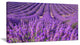 Beautiful Fragrant Lavender Fields, Floral Canvas Art Print, 32"x16"