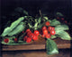 Charles Ethan Porter Cherries, 20"x25" Gallery Wrapped Canvas Print