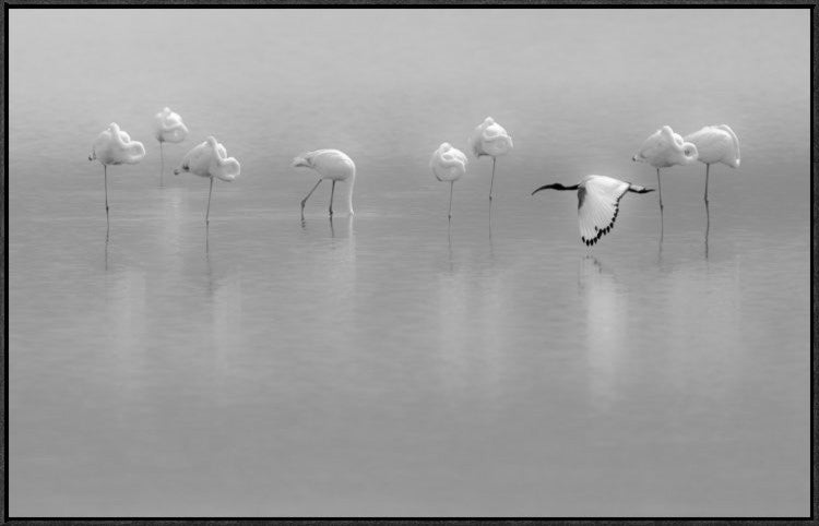 Shades Of Gray, 40"x25"