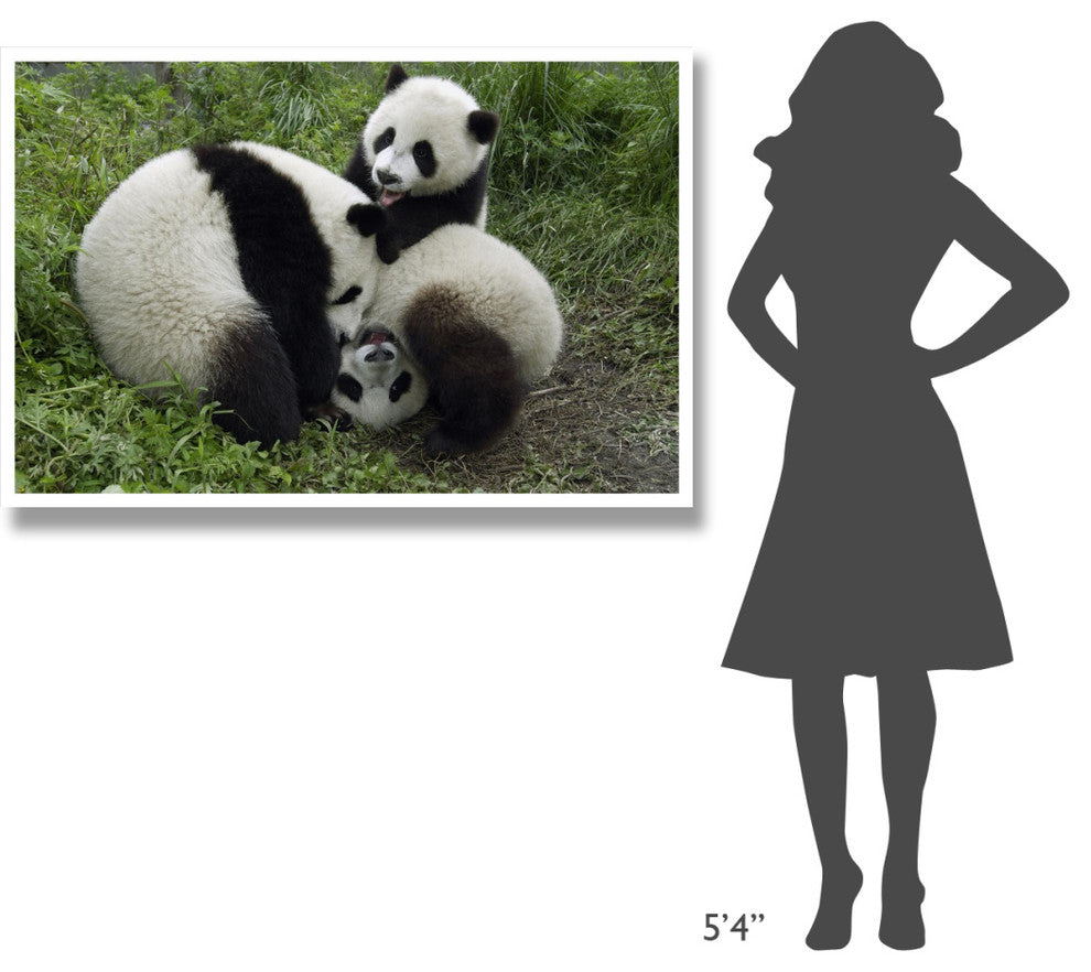 "Three young pandas playing, Wolong Nature Reserve, China" Paper Art, 50"x34"