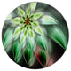 Green Flower Fractal Artwork, Modern Floral Disc Metal Wall Art, 11"