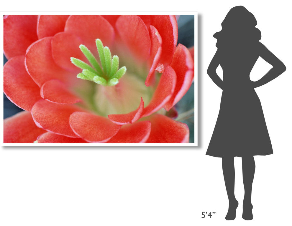 "Claret Cup Cactus flower, Arizona" Print by Tim Fitzharris, 62"x42"
