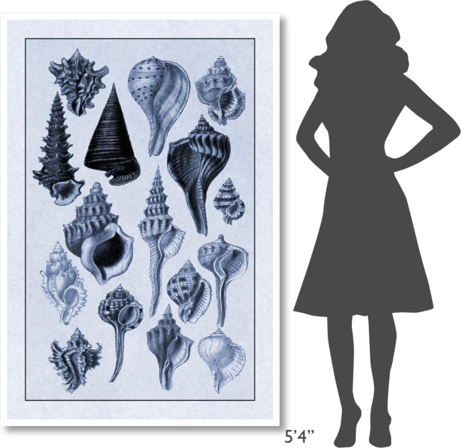 "Shells: Trachelipoda #4 (Blue)" Digital Paper Print by G.B. Sowerby, 42"x62"