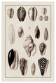 "Shells: Convoltae and Orthocerata (Sepia)" Paper Print by G.B. Sowerby, 26"x38"