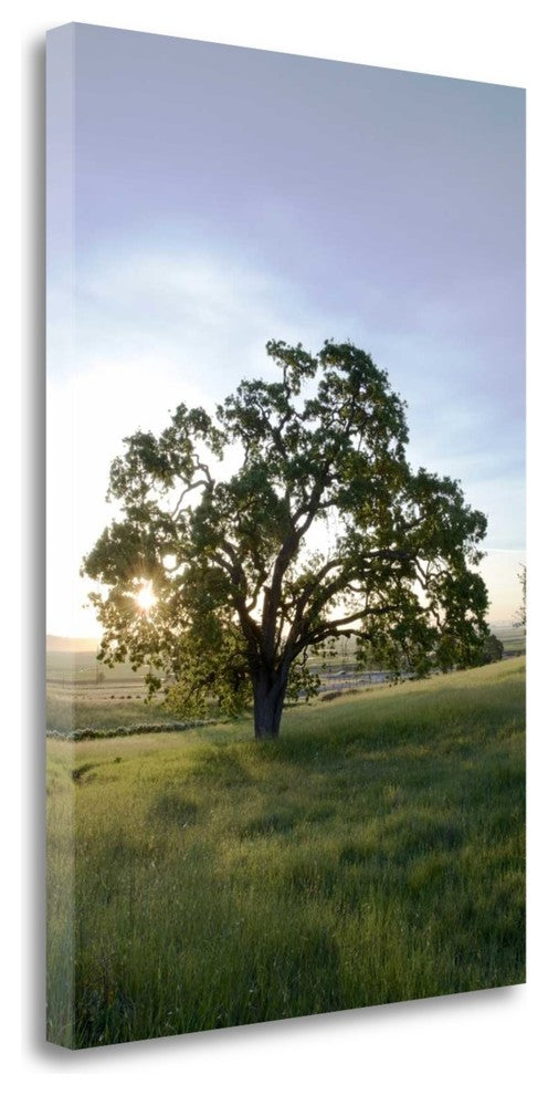 "Oak Tree - 95" By Alan Blaustein, Giclee Print on Gallery Wrap Canvas