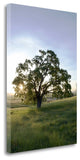 "Oak Tree - 95" By Alan Blaustein, Giclee Print on Gallery Wrap Canvas