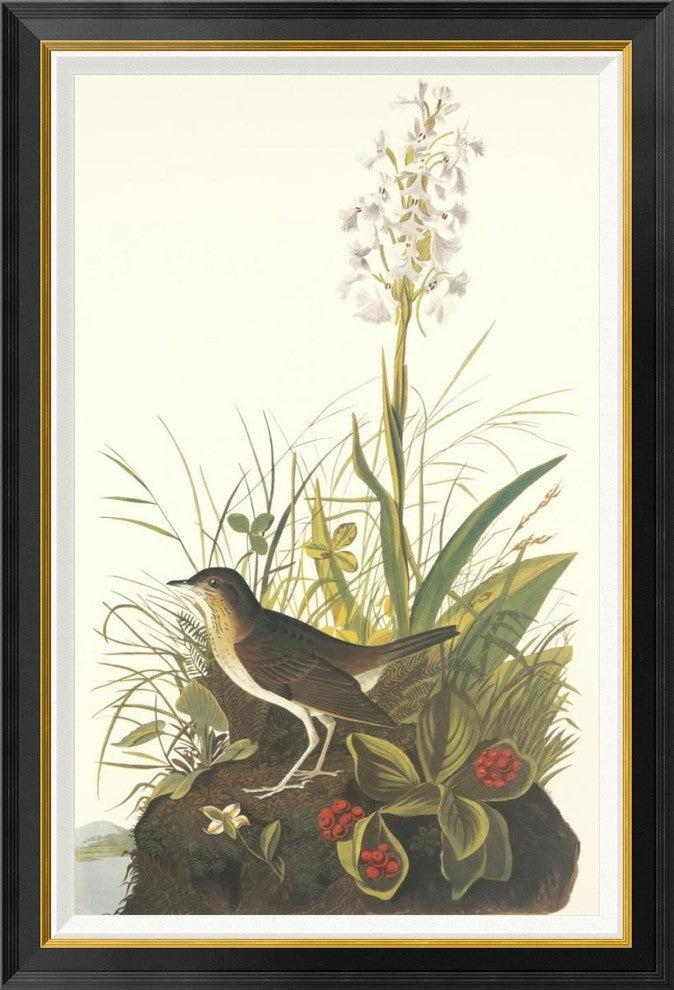 "Tawny Thrush" Framed Canvas Giclee by John James Audubon, 29x42"