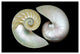 "Caracol" Frameless Free Floating Tempered Art Glass Wall Art 32 x 48"