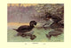 Musk Duck- Gallery Wrapped Canvas Art 28" x 42"