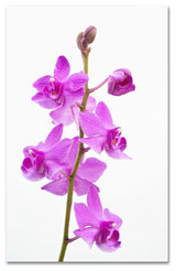 'Purple Orchids' Canvas Art by Kurt Shaffer