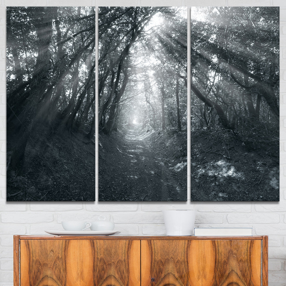 "Sun Rays Through Gray Trees" Photo Canvas Print, 3 Panels, 36"x28"