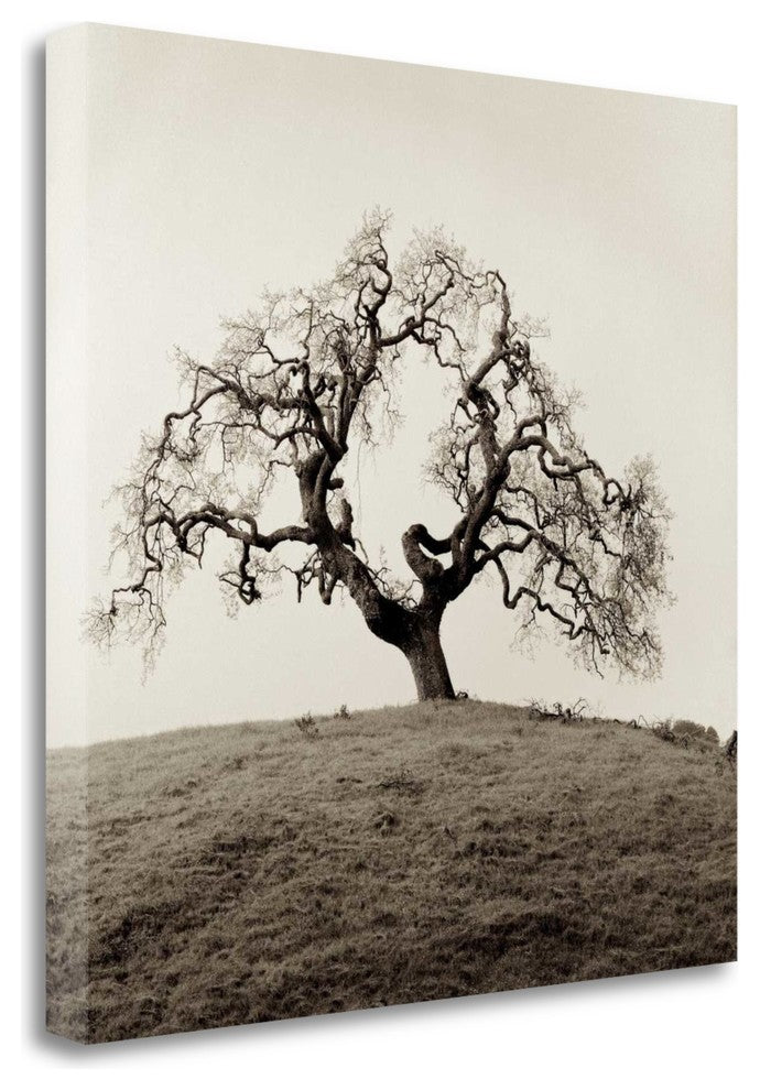 "Sonoma Oak - 2" By Alan Blaustein, Giclee Print on Gallery Wrap Canvas