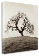 "Sonoma Oak - 2" By Alan Blaustein, Giclee Print on Gallery Wrap Canvas