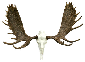 European Alaskan Moose Mount