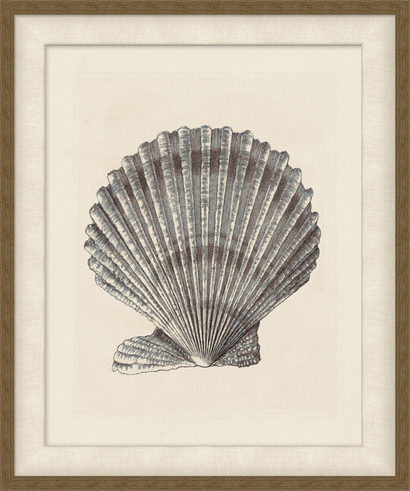 Shell Study 2, Giclee Reproduction Artwork