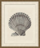 Shell Study 2, Giclee Reproduction Artwork
