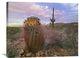 "Saguaro And Giant Barrel Cactus, Saguaro National Park, Arizona" Artwork