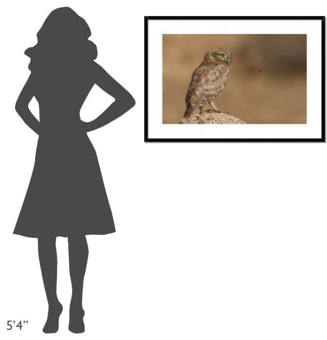 "Owl Vs Bee" Framed Digital Print by Assaf Gavra, 38"x26"