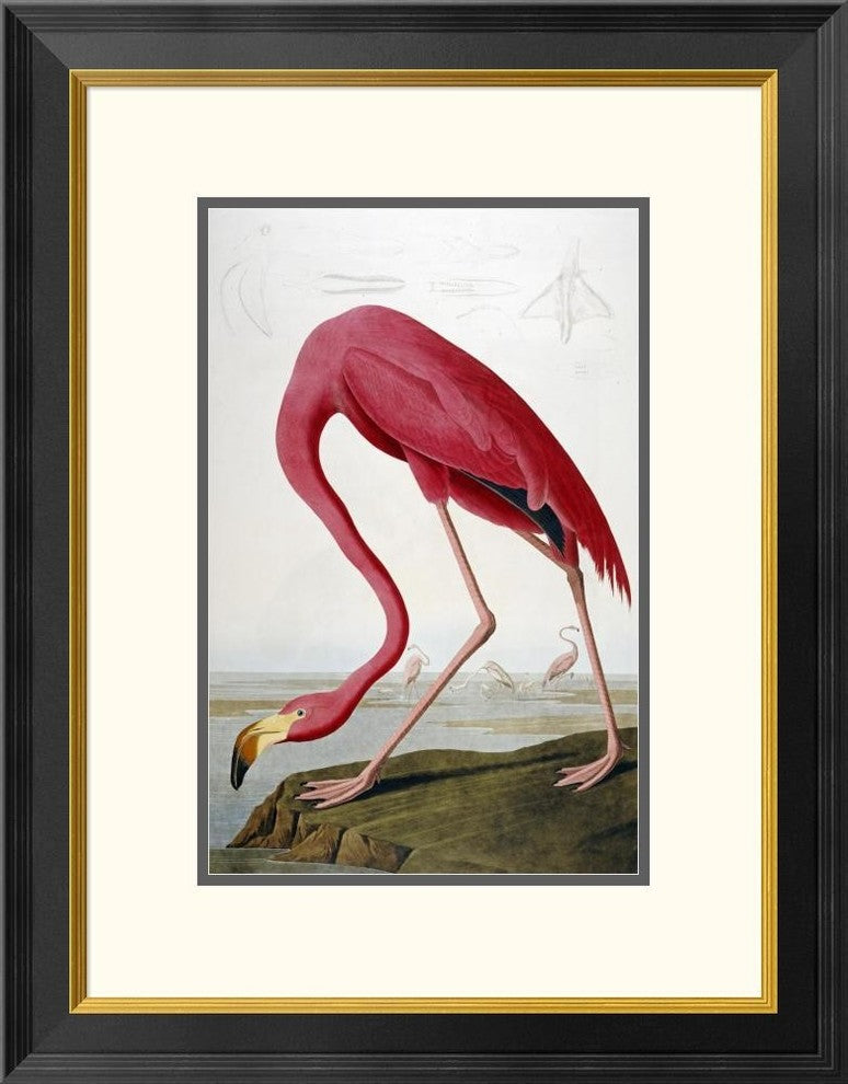 "American Flamingo" Framed Digital Print by John James Audubon, 21x26"