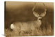 "Mule Deer Male In Dry Grass, North America - Sepia" Artwork, 24" x 18"