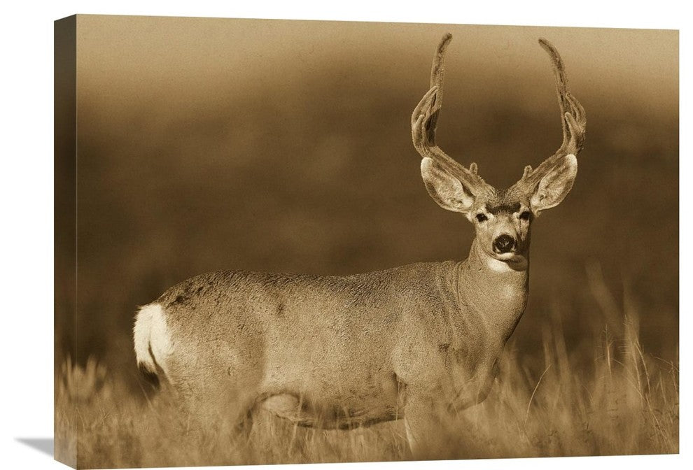 "Mule Deer Male In Dry Grass, North America - Sepia" Artwork, 24" x 18"