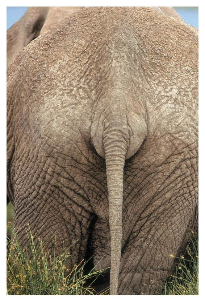 "African Elephant butt, Africa" Digital Paper Print by Tim Fitzharris, 22"x32"