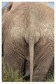 "African Elephant butt, Africa" Digital Paper Print by Tim Fitzharris, 22"x32"