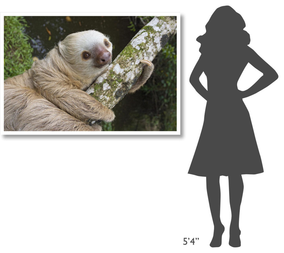 "Hoffmann's Two-toed Sloth, Aviarios Sloth Sanctuary" Paper Art, 50"x34"