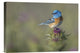 "Blowin' In The Wind" Stretched Canvas Giclee by Greg Barsh, 16"x11"