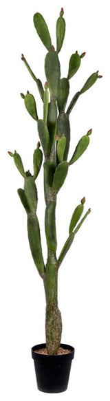 80" Green Potted Cactus