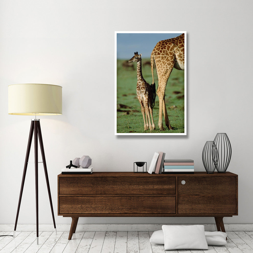 "Giraffe mother with young, Kenya" Paper Print by Tim Fitzharris, 34"x50"