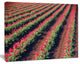 Beautiful Field of Red Tulip Flowers, Large Landscape Canvas Art, 20"x12"