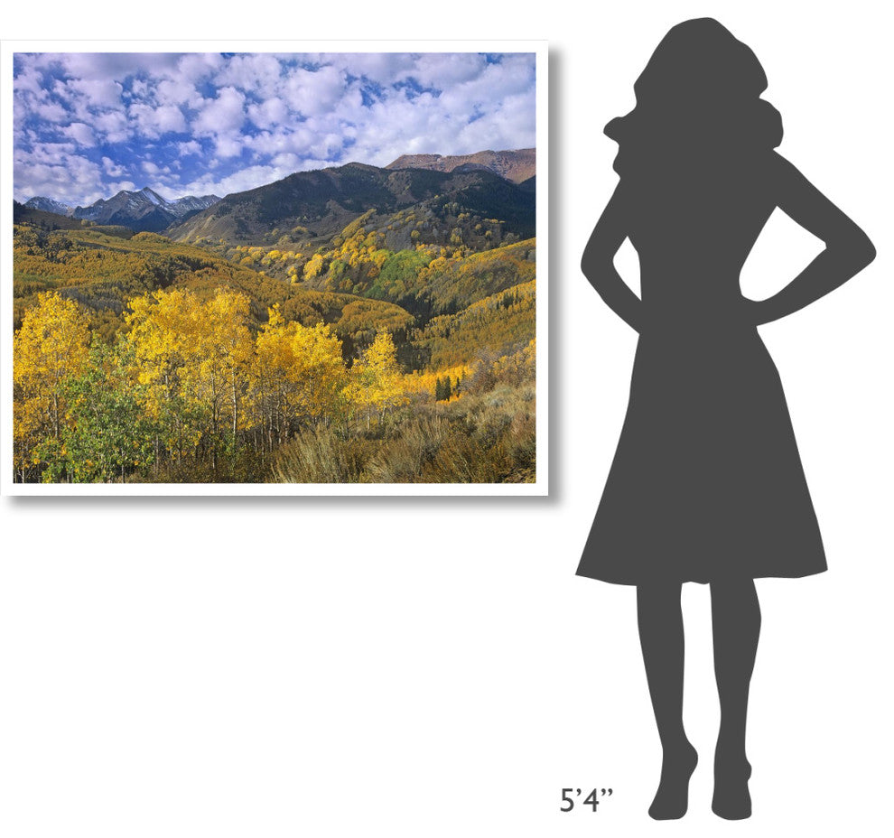"Quaking Aspen in autumn, Colorado" Print by Tim Fitzharris, 46"x38"