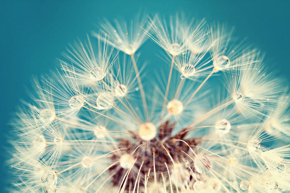 "Just Dandy" Print on Canvas by Sylvia Cook