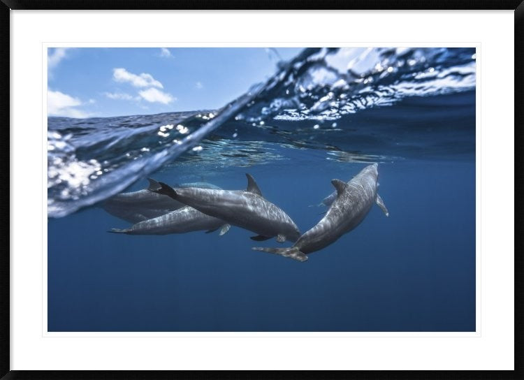 "Dolphins" Framed Digital Print by Barathieu Gabriel, 44x32"