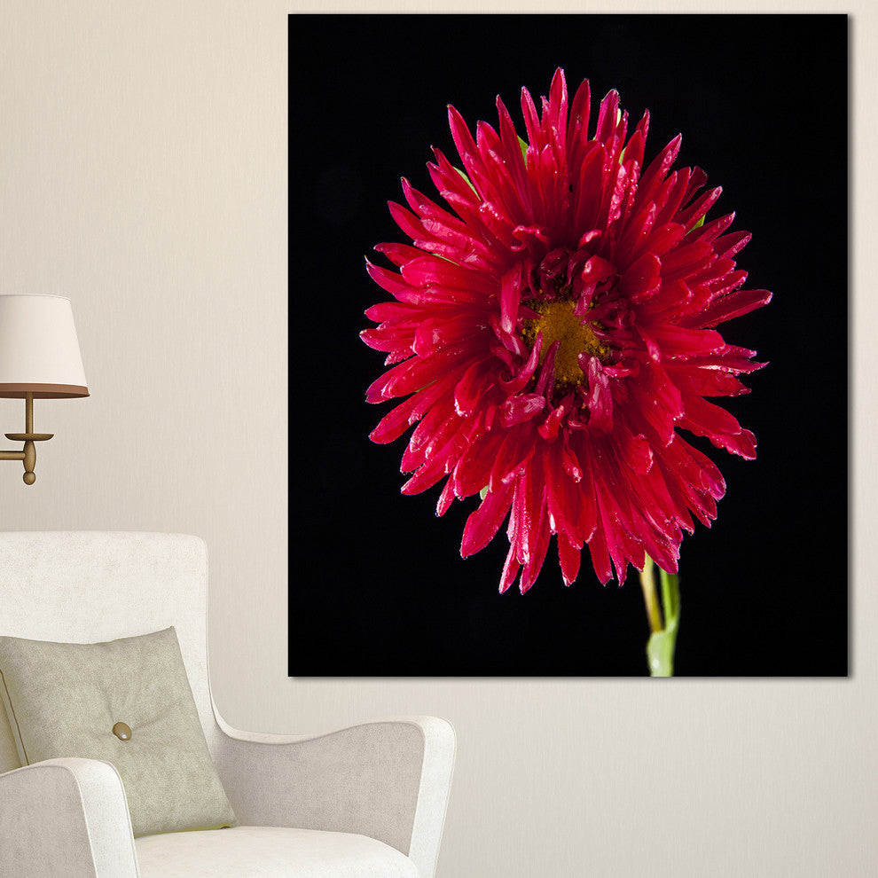 Chrysanthemum Flower on Black, Flowers Canvas Wall Artwork, 30"x40"